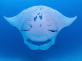   Smiling manta  